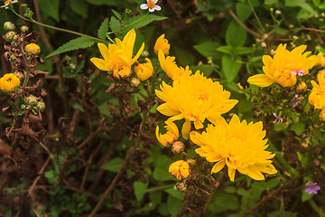 Image showing Yellow blossom Chrysanthemum in farm