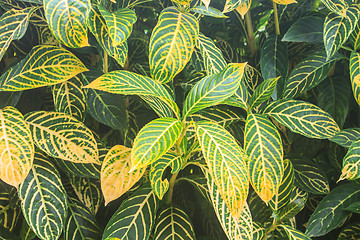 Image showing beautiful green leaf background in garden