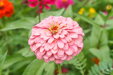 Image showing Zinnia elegans in field