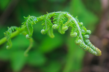 Image showing Close up of fern leaf with water drops 