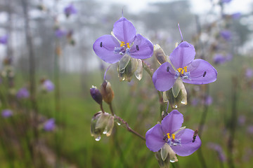 Image showing Murdannia giganteum, Thai purple flower and Pine forest 