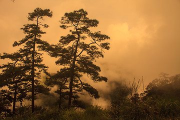 Image showing sunset with black pines silhouette