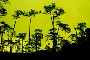 Image showing sunset with black pines silhouette