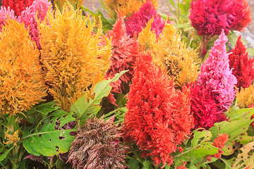 Image showing  plumped celosia flower in the garden