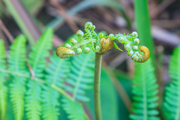 Image showing Close up of fern leaf with water drops 