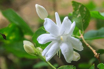 Image showing White Jasmine flowers in garden