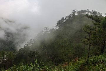 Image showing pine tree forest  on mountain