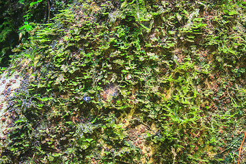 Image showing  green moss for background texture