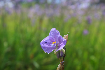 Image showing Murdannia giganteum, Thai purple flower and Pine forest 