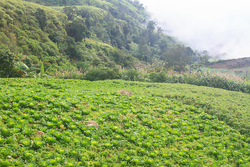 Image showing chinese cabbage field