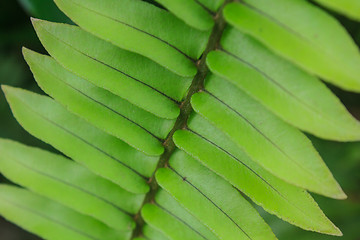 Image showing Fern leaf texture