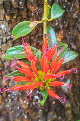 Image showing Aeschynanthus Hildebrandii, wild flowers in forest