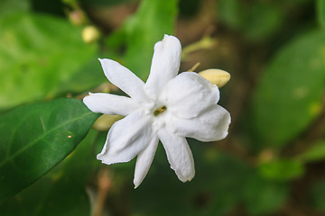 Image showing White Jasmine flowers in garden