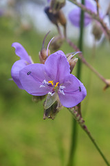 Image showing Murdannia giganteum, Thai purple flower and Pine forest 