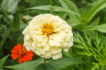 Image showing Zinnia elegans in field