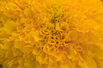 Image showing Marigold  flowers field, summer in garden 