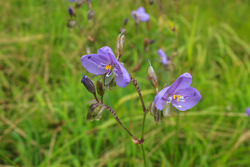 Image showing Murdannia giganteum, Thai purple flower and Pine forest 