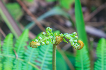 Image showing Close up of fern leaf with water drops 