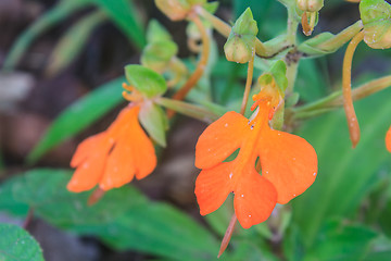 Image showing habennaria rhodocchelia hance from rainforest