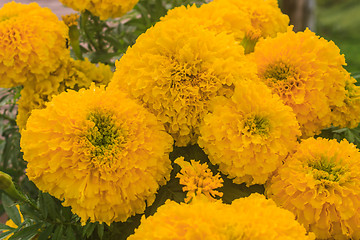 Image showing Marigold  flowers field, summer in garden 