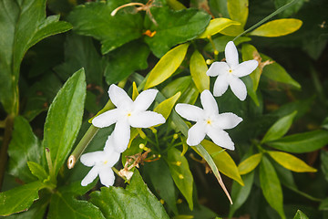 Image showing White Sampaguita Jasmine or Arabian Jasmine