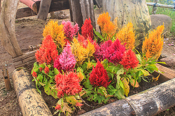 Image showing  plumped celosia flower in the garden