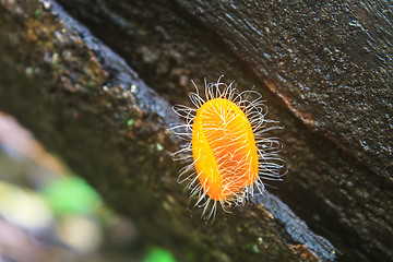 Image showing Champagne mushrooms (Fungi Cup) 