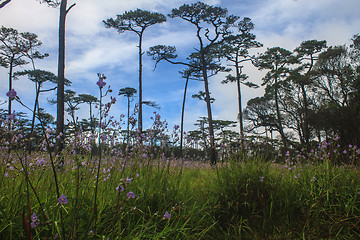 Image showing Murdannia giganteum, Thai purple flower and Pine forest 