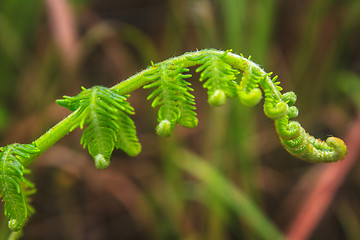 Image showing Close up of fern leaf with water drops 