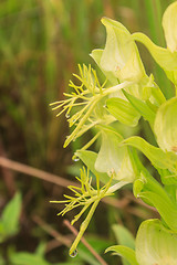 Image showing Wild orchids in nature