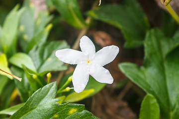 Image showing White Sampaguita Jasmine or Arabian Jasmine