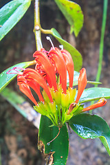 Image showing Aeschynanthus Hildebrandii, wild flowers in forest