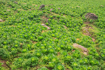 Image showing chinese cabbage field