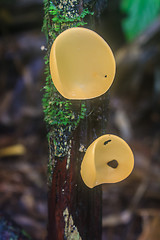 Image showing Champagne mushrooms (Fungi Cup) 