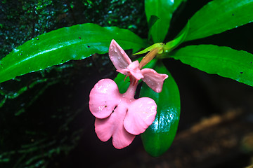 Image showing habennaria rhodocchelia hance from rainforest