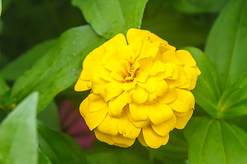 Image showing Zinnia elegans in field