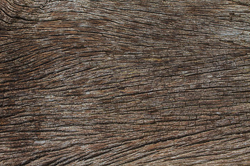 Image showing texture of bark wood 