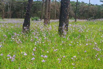 Image showing Murdannia giganteum, Thai purple flower and Pine forest 