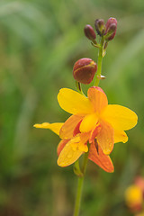 Image showing Spathoglottis lobbii Lindl flower