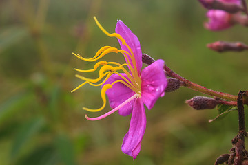 Image showing purple Malabar flower 