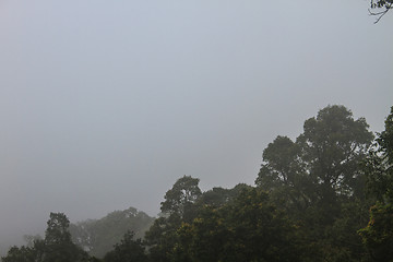 Image showing dark dreamy forest with fog