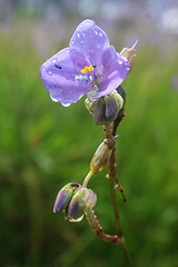 Image showing Murdannia giganteum, Thai purple flower and Pine forest 