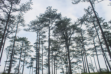 Image showing pine tree forest  on mountain