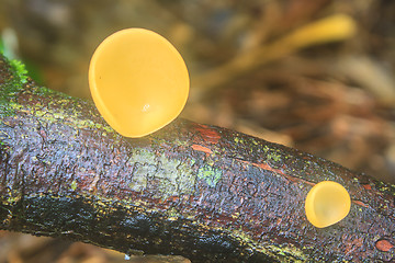 Image showing Champagne mushrooms (Fungi Cup) 