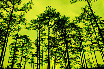 Image showing sunset with black pines silhouette