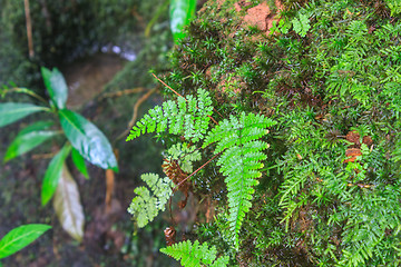 Image showing  tropical forest