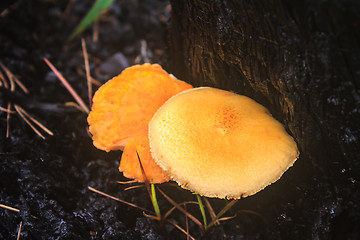 Image showing mushrooms growing on a live tree 