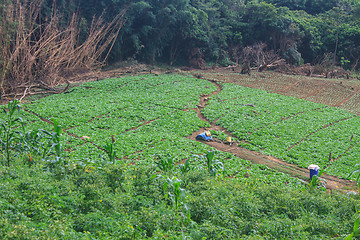 Image showing fields in the mountains