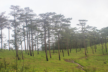 Image showing pine tree forest  on mountain