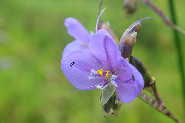 Image showing Murdannia giganteum, Thai purple flower and Pine forest 